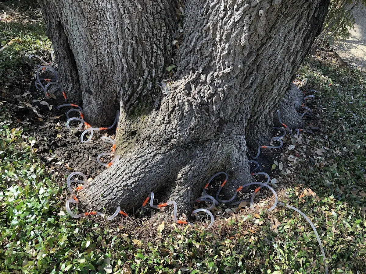 Detailed Shrub and Hedge Trimming job site in Stoutland