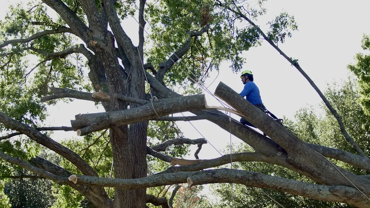Professional Crown Thinning performed by certified arborists in Stoutland